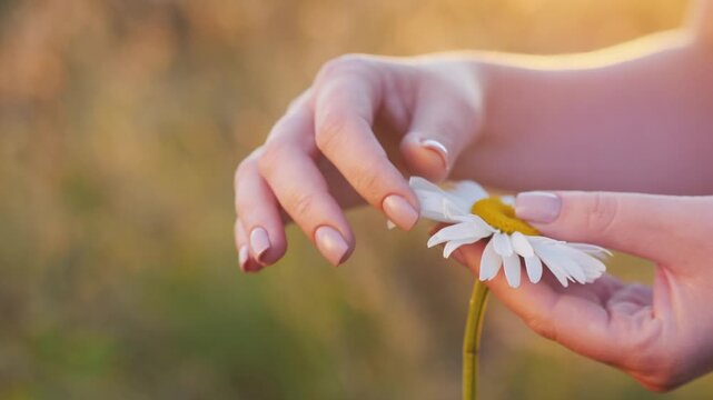 Woman plucking petals from daisy flower deciding love and feelings.