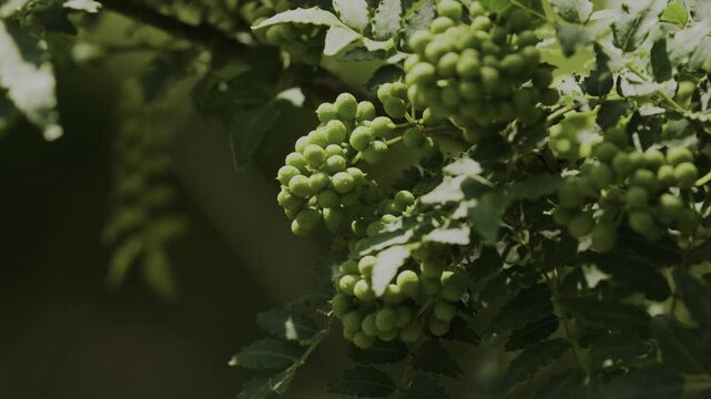 実山椒の生産量日本一「ぶどう山椒」和歌山県有田川町清水 Budo Sansho Pepper in Shimizu, Japan&rsquo;s Top Production Area &ndash; Aridagawa, Wakayama