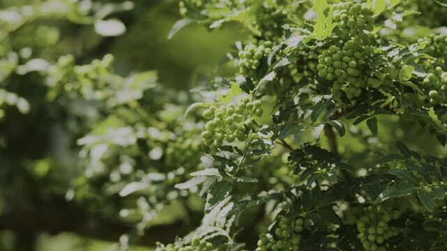 実山椒の生産量日本一「ぶどう山椒」和歌山県有田川町清水 Budo Sansho Pepper in Shimizu, Japan&rsquo;s Top Production Area &ndash; Aridagawa, Wakayama