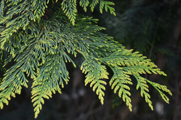 Spring Thuja branches with new yellowish-green leaves growth .Closeup, outdoors . Springtime, natural environment, conifer tree growing ,awakening of nature . © Mariana