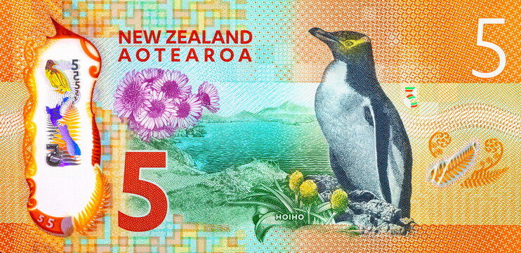 5 Dollar New Zealand Banknote Featuring the Rare Hoiho Penguin and Native Flora. New Polymer Money of New Zealand.