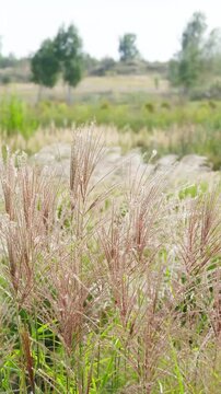 Wild tall ornamental grasses with feathery plumes sway gently in a soft breeze outdoors.