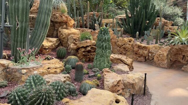 Lush desert garden with diverse cacti and succulents among weathered golden rocks at Shanghai botanical greenhouse, April 2026.