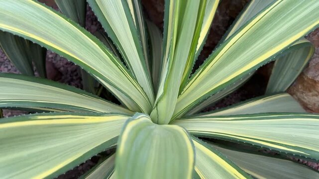 Close-up of a variegated Agave plant with striking cream and green striped leaves radiating from center, set against stone in Shanghai garden.