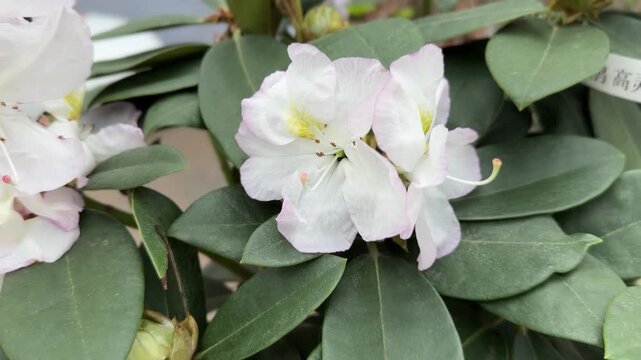 Delicate white and pink rhododendron blooms cluster among dark green glossy leaves in a Shanghai botanical garden in spring.