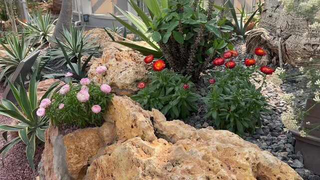 Vibrant xeriscape rock garden in Shanghai with pink and red strawflowers, agave, and cacti among textured limestone boulders and gravel mulch.