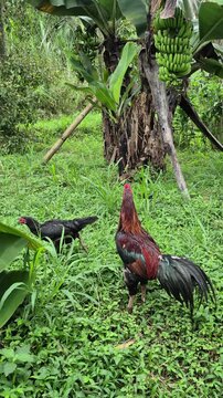 A large majestic rooster and a free range black hen walking on green grass under banana tree with raw bunch