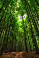 Fototapeta premium Forest path through tall green beech trees in spring woodland