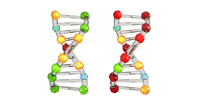 Two 3D rendered DNA double helix models with colorful faceted beads and clear glass backbones, isolated on a transparent background