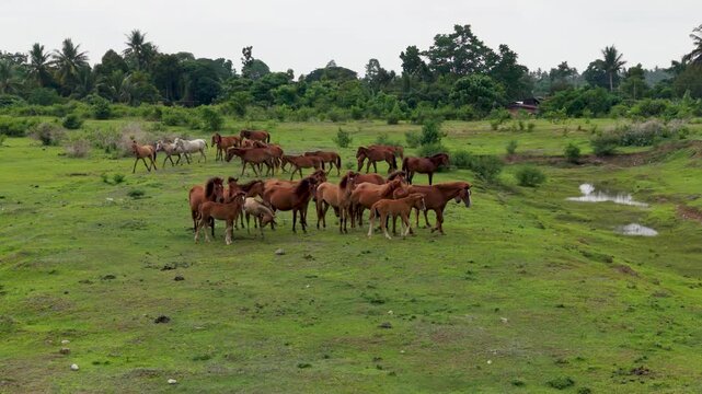 Wild Herd of Horses broll
