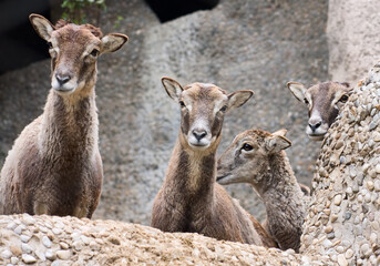 Four goats  look at camera. © irakite