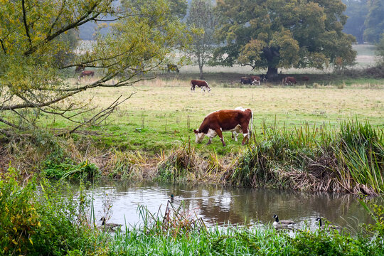 The cows are in the meadow, cattle grazing by the river on an Autumn day in rural Shropshire.The brown and white cows are happy and content grazing .