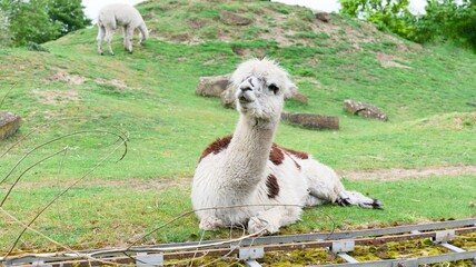 Fototapeta premium Fluffy White and Brown Alpaca on the Grass