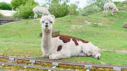 Fototapeta premium Fluffy White and Brown Alpaca on the Grass