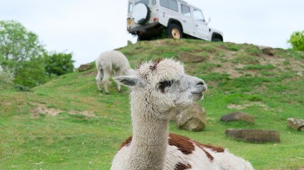 Fluffy White and Brown Alpaca on the Grass © Kos6ka