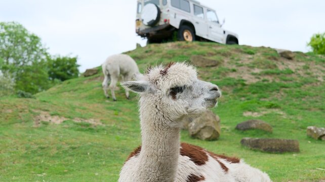 Fluffy White and Brown Alpaca on the Grass