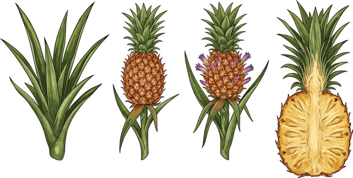 Pineapple Growth Cycle and Lifespan Vector Set Featuring Plant Leaves Flowering Stage Whole Fruit and Half Sliced Cutout on White Background