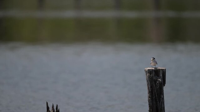 4K video of a migratory tern resting on a wooden post by the water