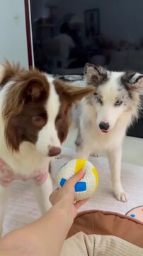 border collie and merle dog  fear with baseball ring 