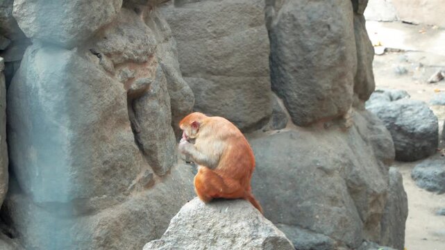 Monkey sitting on rock in zoo enclosure