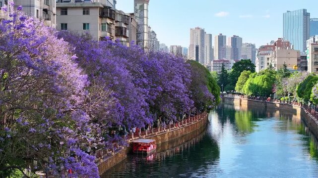 Purple Jacaranda Trees Along Urban River in Kunming, China