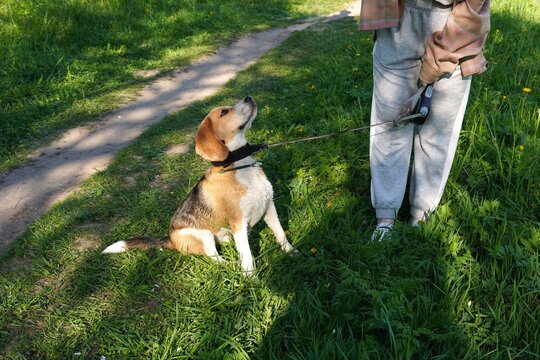 Beagle dog sits attentively, looking up at a person holding its leash in a lush green park. The dog appears curious and focused, surrounded by vibrant grass and pathways.