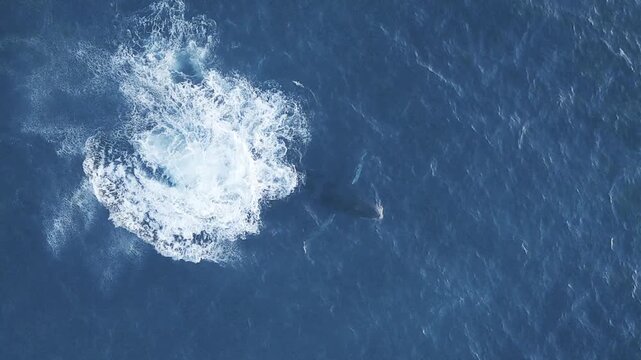 Omura's whale swimming and splashing in blue ocean