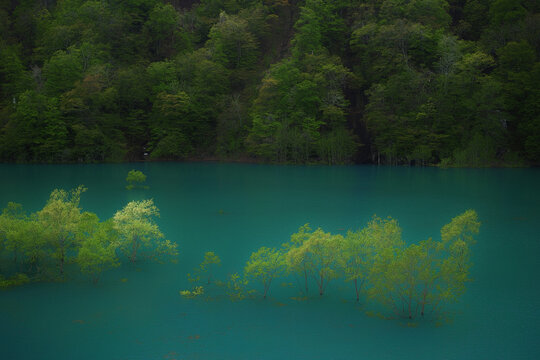水没林