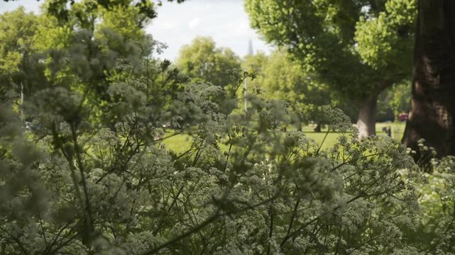 Footage capturing close-up views of plants and natural details in Peckham Rye Park in London, England. The scene highlights leaves, textures, and greenery within a public urban park environment.