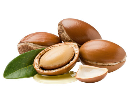 Argan nuts with green leaves and a drop of golden argan oil on a plain white background isolated on a transparent background