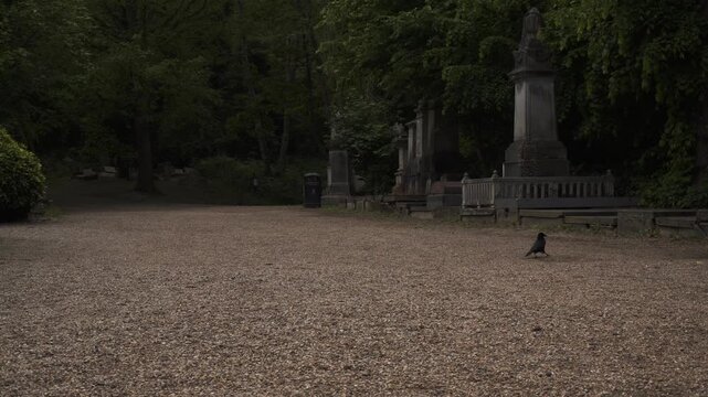 Footage capturing a historic cemetery in London, England surrounded by dense forest vegetation and aged stone ruins. The scene features old gravestones, overgrown pathways, and atmospheric woodland su