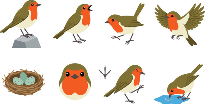 Cute Robin Bird Character Collection with Nest Eggs Flying Singing and Feeding Poses for Wildlife Illustration Nature Decoration and Vector Design