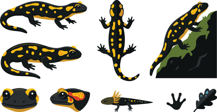 Fire Salamander Vector Illustration Collection Featuring Spotted Amphibian Characters, Wildlife Nature Elements, Forest Habitat, and Detailed Reptile Anatomy Designs