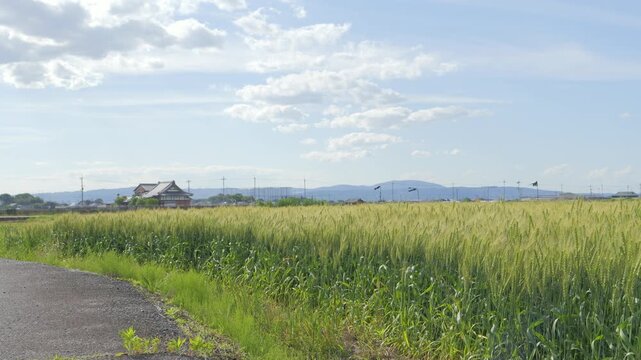 Peaceful Countryside with Blue Sky