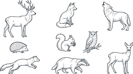 Fototapeta premium Hand Drawn Woodland Animal Vector Illustration Collection Featuring Deer, Fox, Wolf, Owl, Hedgehog, Squirrel, Badger, and Forest Wildlife Sketches