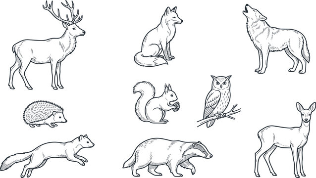 Hand Drawn Woodland Animal Vector Illustration Collection Featuring Deer, Fox, Wolf, Owl, Hedgehog, Squirrel, Badger, and Forest Wildlife Sketches