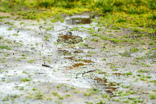 Rough texture of wet soil and autumn leaves
