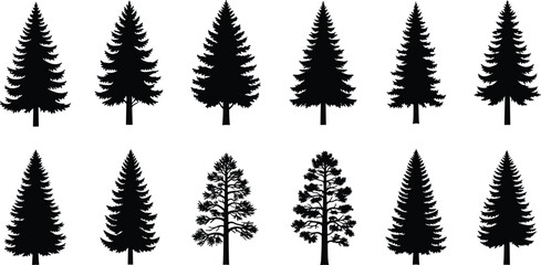 Evergreen Pine Tree Silhouettes Vector Collection of Coniferous Forest Design Elements © MdMojibar
