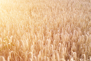 Fototapeta premium Closeup of golden wheat ears in sunlight