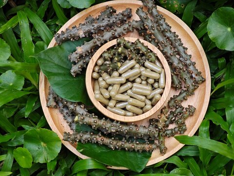 Heart leaved moonseed. Tinospora crispa capsules.