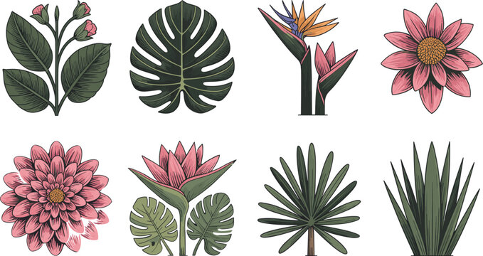 Tropical Botanical Vector Set Featuring Monstera Leaves Bird of Paradise Palm Tree Lotus and Hibiscus Flowers for Floral Graphic Designs