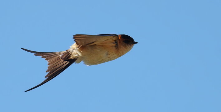 Red-rumped swallow in flight, Cecropis daurica, birds of Montenegro