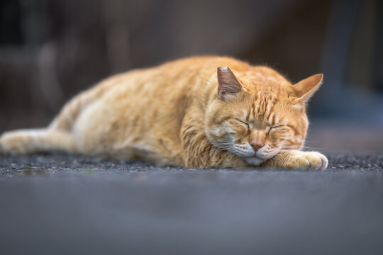 野良猫 」の写真素材 | 78,201件の無料イラスト画像 | Adobe Stock