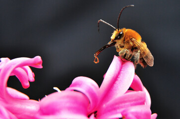 beetle on flower macro © EnginEmre