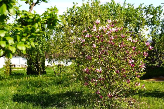 Vibrant magnolia bushes in full bloom stand out in a lush garden filled with greenery. The striking contrast of pink flowers against green leaves creates a scenic visual appeal.
