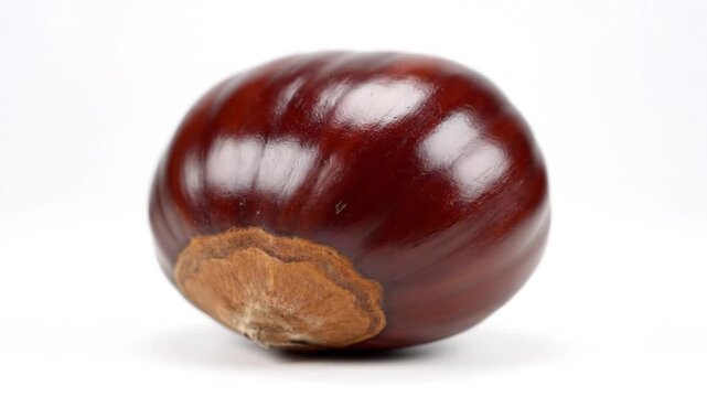Close-up shot of a glossy, ripe chestnut on a plain white background, macro detail.