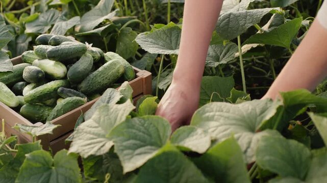 Woman hands harvesting fresh green cucumbers into wooden crate in organic vegetable garden.