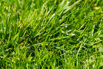 Obraz premium Green Grass Texture Background in Sunlight