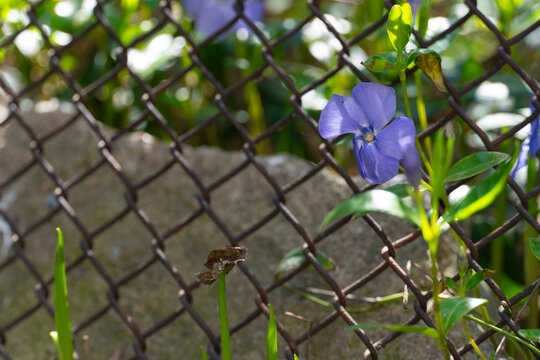 Purple Flower Growing Through Metal Fence