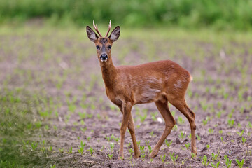 roe deer buck © Duvekot Fotografie